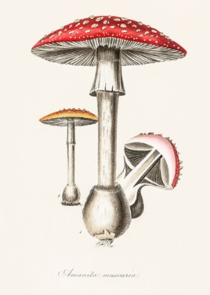 Picture of AMANITA MUSCARIA ILLUSTRATION. MEDICAL BOTANY 1836