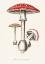 Picture of AMANITA MUSCARIA ILLUSTRATION. MEDICAL BOTANY 1836