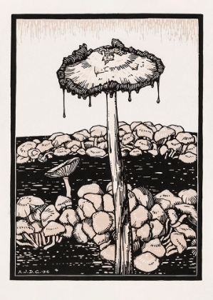 Picture of DRIPPING MUSHROOM 1916
