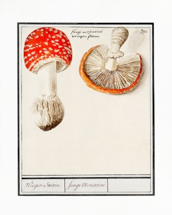 Picture of FLY AGARIC, AMANITA MUSCARIA