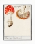 Picture of FLY AGARIC, AMANITA MUSCARIA