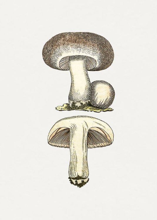 Picture of HAND DRAWN FIELD MUSHROOM GRAY