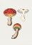 Picture of HAND DRAWN FLY AGARIC MUSHROOM
