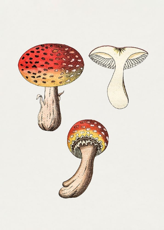 Picture of HAND DRAWN FLY AGARIC MUSHROOM