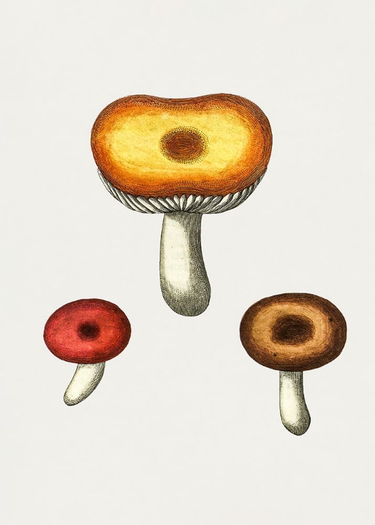 Picture of HAND DRAWN GALERINA MUSHROOM