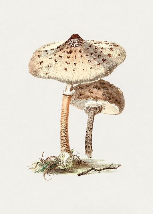 Picture of HAND DRAWN PARASOL MUSHROOM