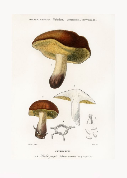 Picture of MUSHROOM (BOLETUS CIRCINANS)