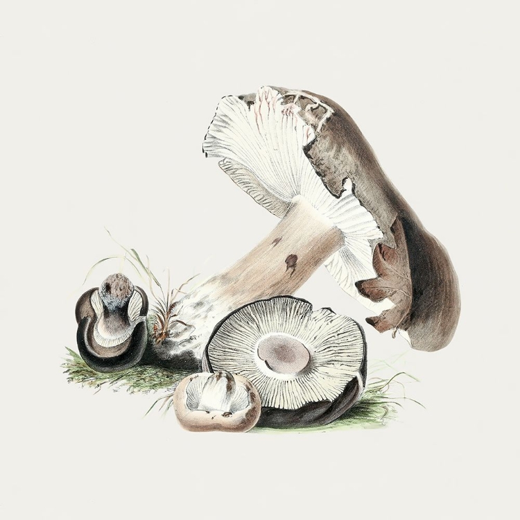 Picture of VINTAGE AGARICUS AUGUSTUS MUSHROOM