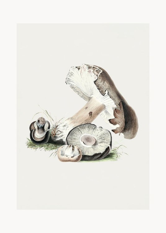 Picture of VINTAGE AGARICUS AUGUSTUS MUSHROOM 50X70