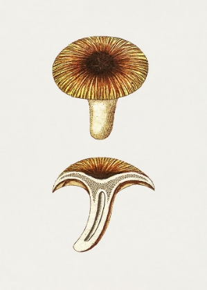 Picture of VINTAGE CHANTERELLES EDIBLE MUSHROOM