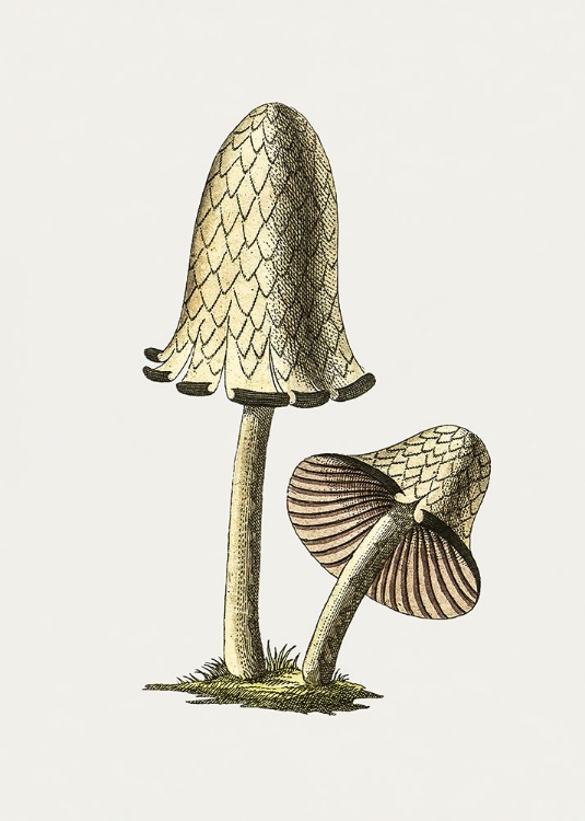 Picture of VINTAGE INKY CAP EDIBLE MUSHROOM