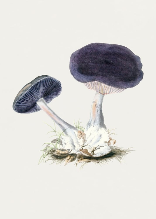 Picture of VINTAGE VIOLET WEBCAP MUSHROOM