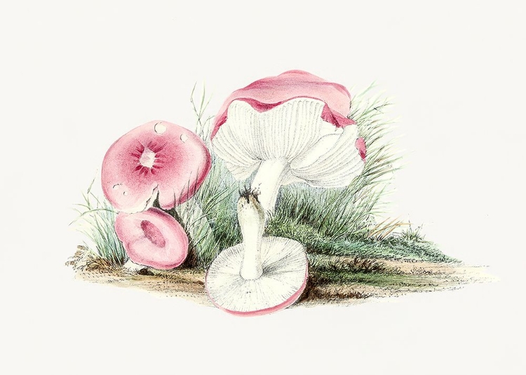 Picture of VINTAGE RUSSULA EMETICA MUSHROOM