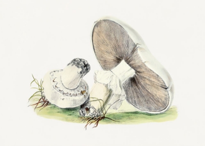 Picture of HAND DRAWN HORSE MUSHROOM