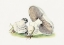 Picture of HAND DRAWN HORSE MUSHROOM