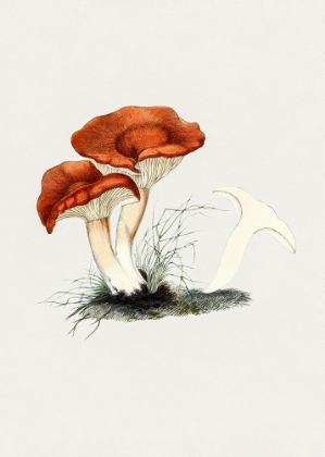 Picture of HAND DRAWN RUFOUS MILKCAP MUSHROOM