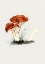 Picture of HAND DRAWN RUFOUS MILKCAP MUSHROOM