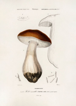 Picture of PENNY BUN (BOLETUS EDULIS)