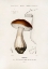 Picture of PENNY BUN (BOLETUS EDULIS)