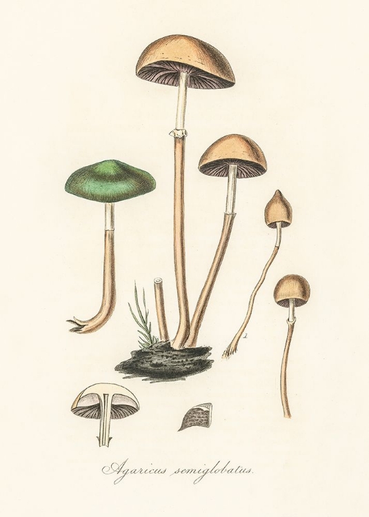 Picture of AGARICUS SEMIGLOBATUS