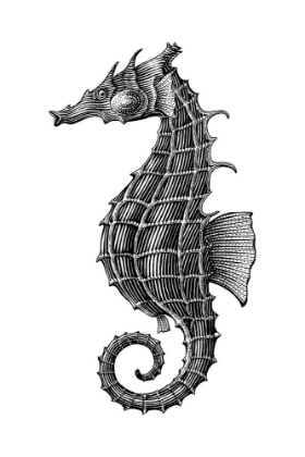 Picture of SEAHORSE