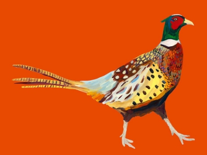 Picture of STRUTTING PHEASANT ON ORANGE