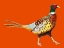 Picture of STRUTTING PHEASANT ON ORANGE