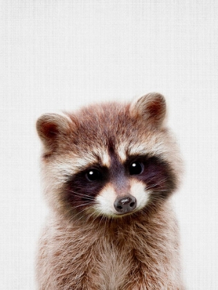 Picture of PEEKABOO RACCOON