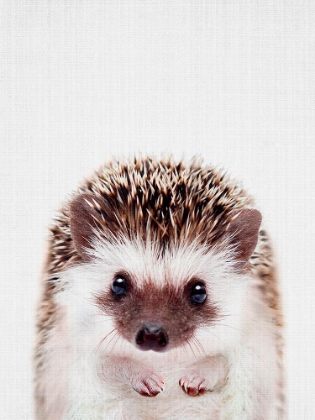 Picture of PEEKABOO HEDGEHOG