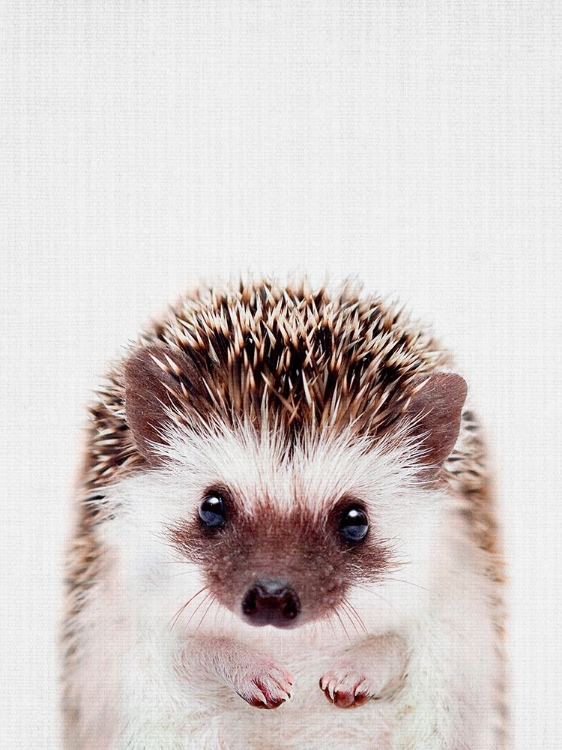 Picture of PEEKABOO HEDGEHOG