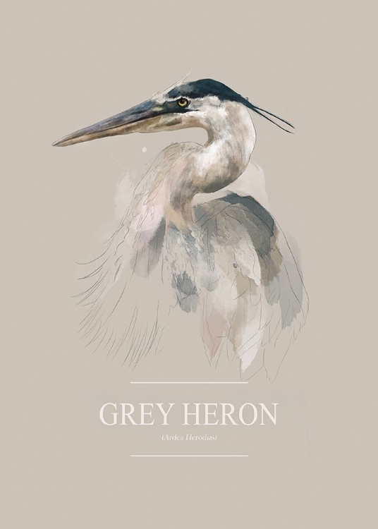 Picture of GREY HERON