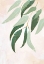 Picture of AUSTRALIAN EUCALYPTUS LEAVES
