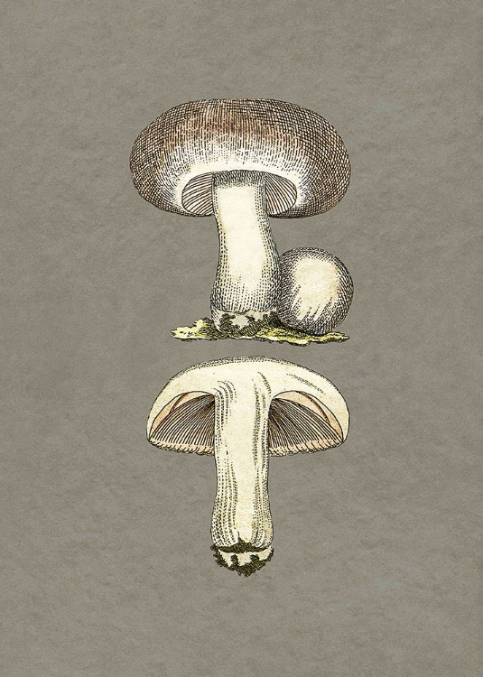 Picture of FIELD MUSHROOM