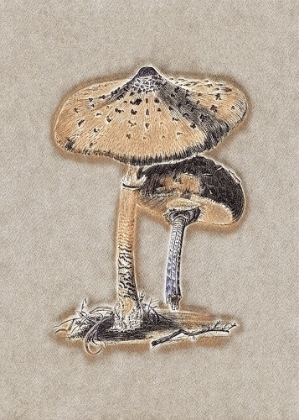 Picture of HAND DRAWN PARASOL MUSHROOM BROWN