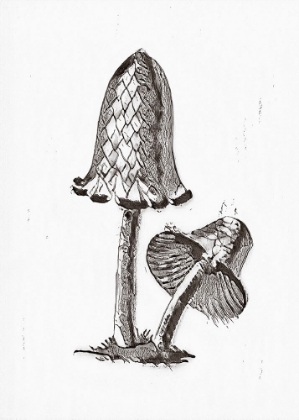 Picture of VINTAGE INKY CAP EDIBLE MUSHROOM BW BRIGHT