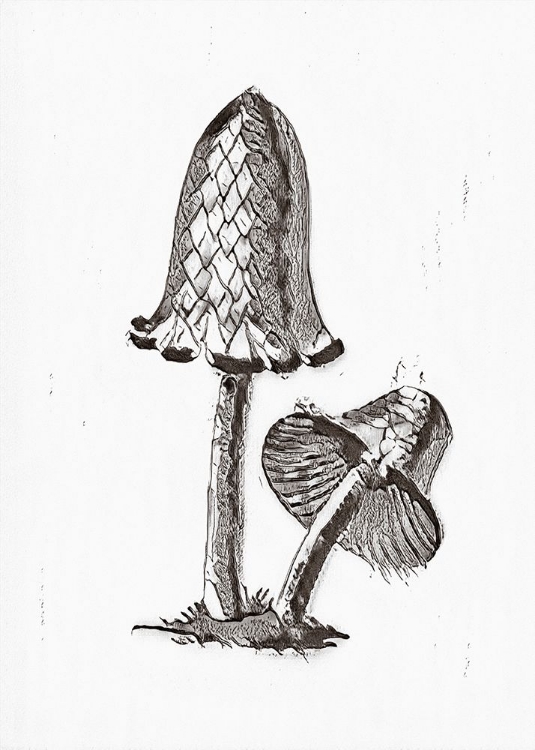 Picture of VINTAGE INKY CAP EDIBLE MUSHROOM BW BRIGHT
