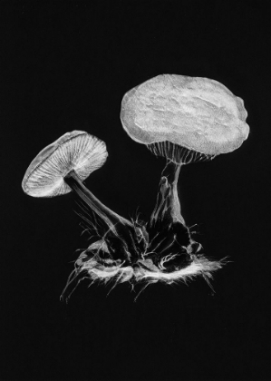 Picture of VINTAGE VIOLET WEBCAP MUSHROOM DARK BW