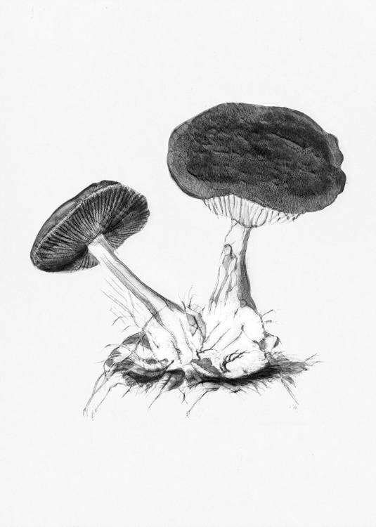 Picture of VINTAGE VIOLET WEBCAP MUSHROOM BRIGHT BW