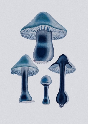 Picture of AGARICUS BULBOSUS - BLUE