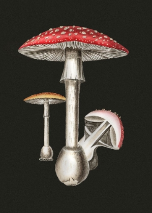 Picture of AMANITA MUSCARIA DARK BACKGROUND