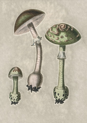 Picture of AMANITA MUSCARIA REMIX GREEN