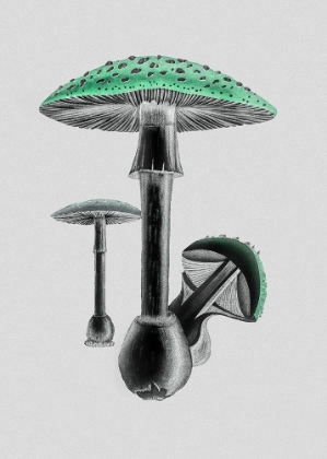 Picture of AMANITA MUSCARIA WHITE BACKGROUND GREEN