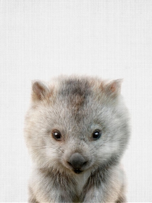 Picture of PEEKABOO BABY WOMBAT