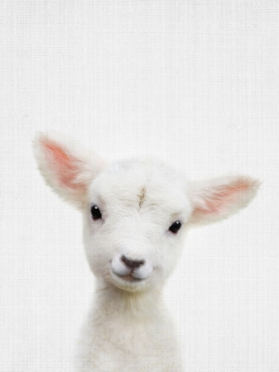 Picture of PEEKABOO BABY SHEEP