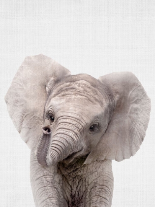 Picture of PEEKABOO BABY ELEPHANT