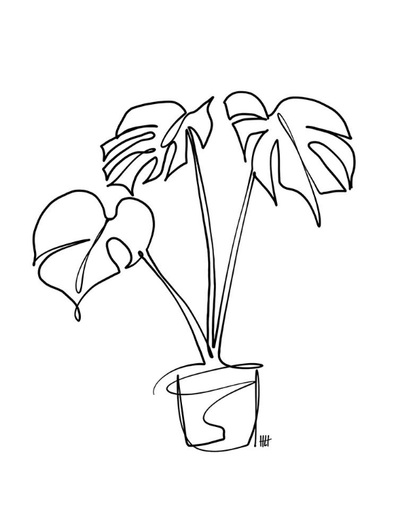 Picture of HOUSE PLANT