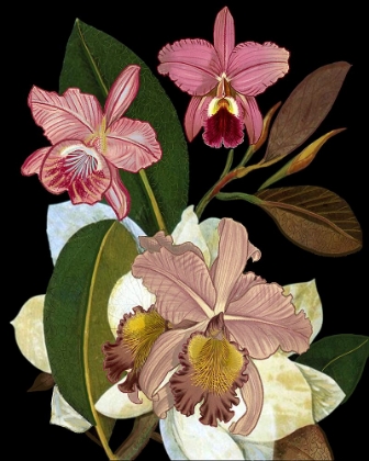 Picture of ORCHIDS FOR PHYLLIS BOTANICAL