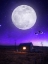 Picture of ORB OF NIGHT