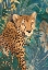 Picture of CHEETAH IN THE JUNGLE 2
