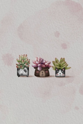 Picture of CUTE SUCCULENTS